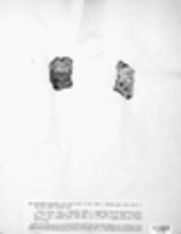 Graphis scripta image